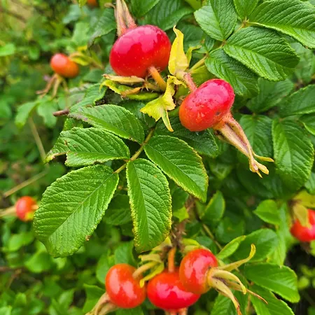 아파트 Rozane Wzgorze *