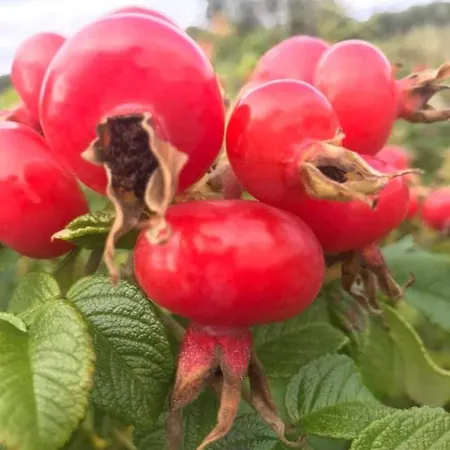 Daire Rozane Wzgorze *