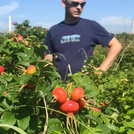 Rozane Wzgorze Daire