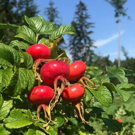 Daire Rozane Wzgorze