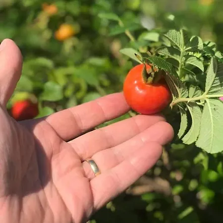 Rozane Wzgorze Daire *