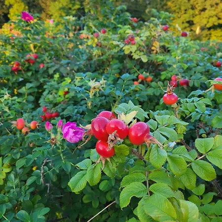 Rozane Wzgorze Daire Bystrzyca Kłodzka