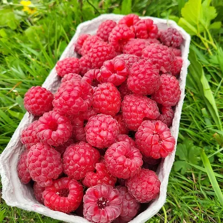 Rozane Wzgorze Bystrzyca Kłodzka