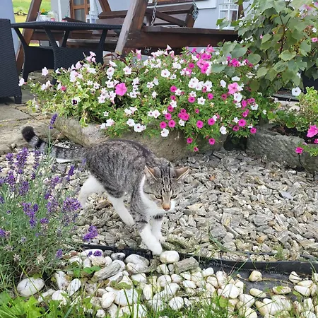 Rozane Wzgorze Daire