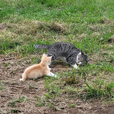 Daire Rozane Wzgorze Bystrzyca Kłodzka