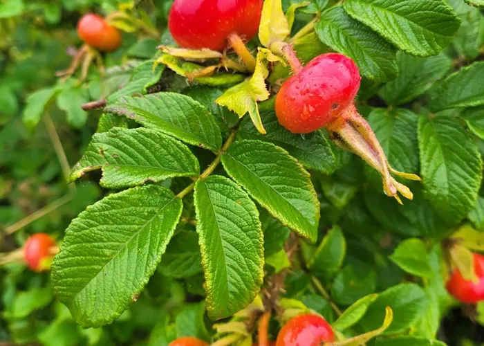 Apartment Rozane Wzgorze *