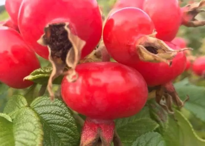 Appartement Rozane Wzgorze *