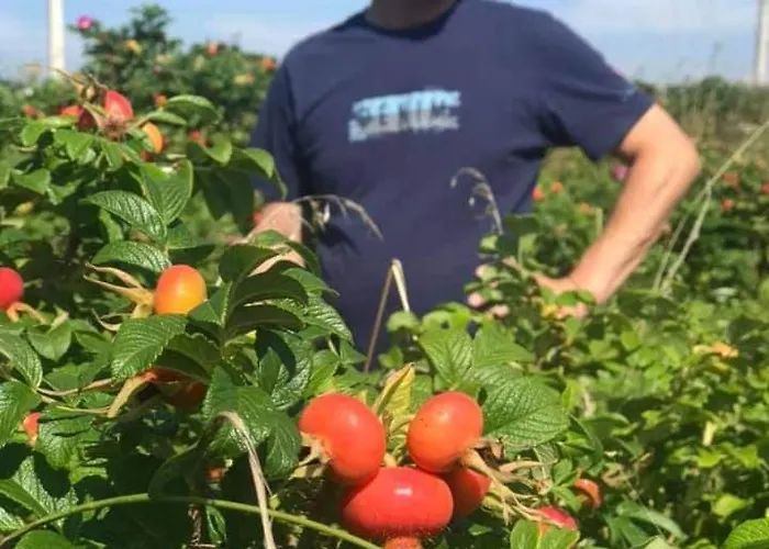 Rozane Wzgorze Appartement