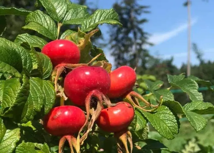 Apartment Rozane Wzgorze