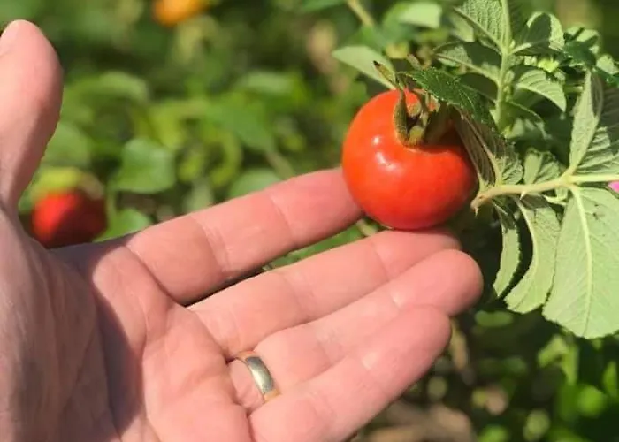 Rozane Wzgorze Appartement *