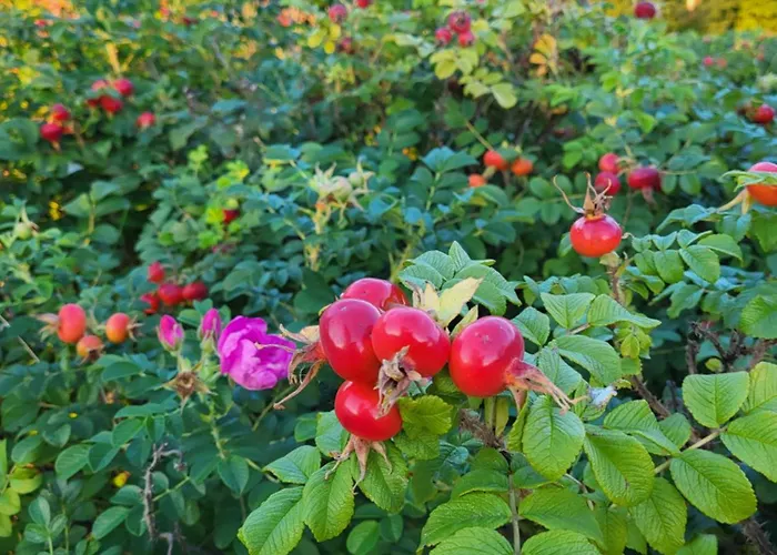 Rozane Wzgorze Apartment Bystrzyca Kłodzka