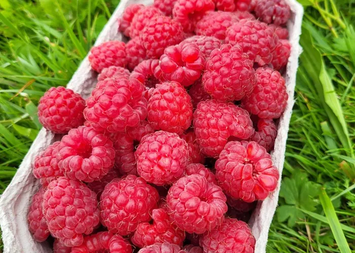 Rozane Wzgorze Bystrzyca Kłodzka