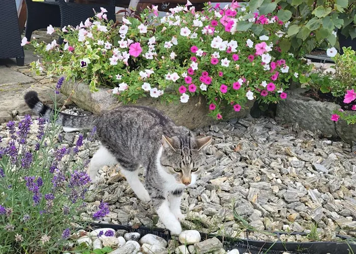 Rozane Wzgorze Appartement