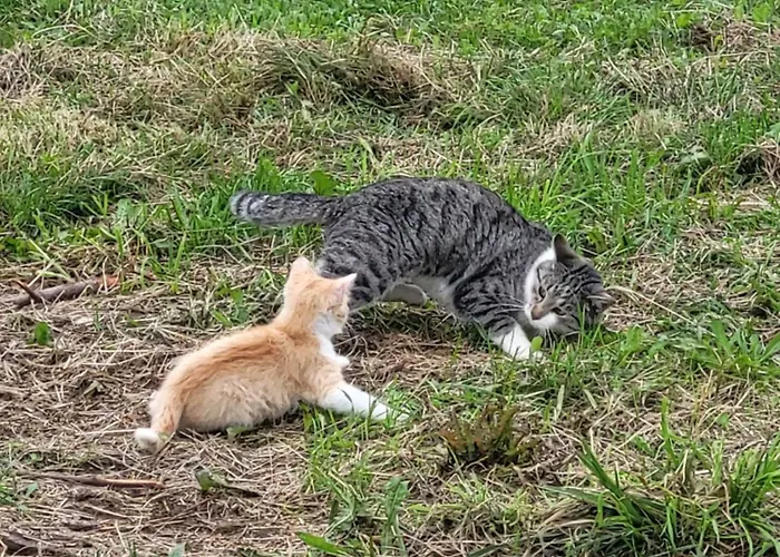 Apartment Rozane Wzgorze Bystrzyca Kłodzka